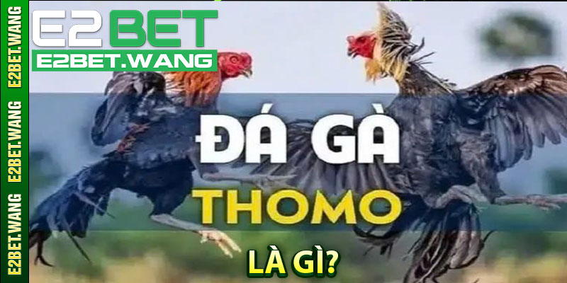 Đá Gà Thomo Là Gì?