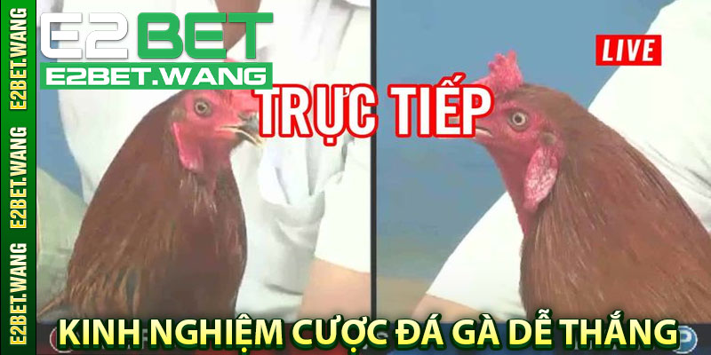 Kinh Nghiệm Cược Đá Gà Dễ Thắng
