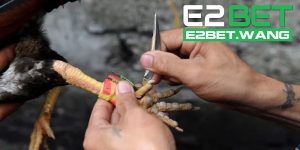 Đá Gà Cựa Dao E2bet Là Gì?