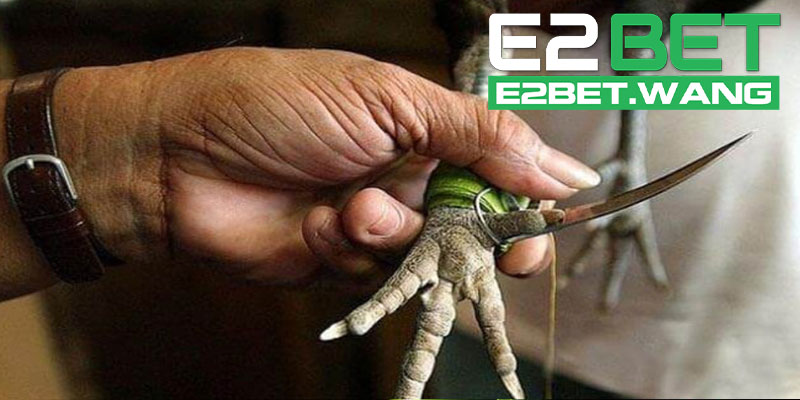 Ưu Điểm Của Đá Gà Cựa Dao Tại E2BET